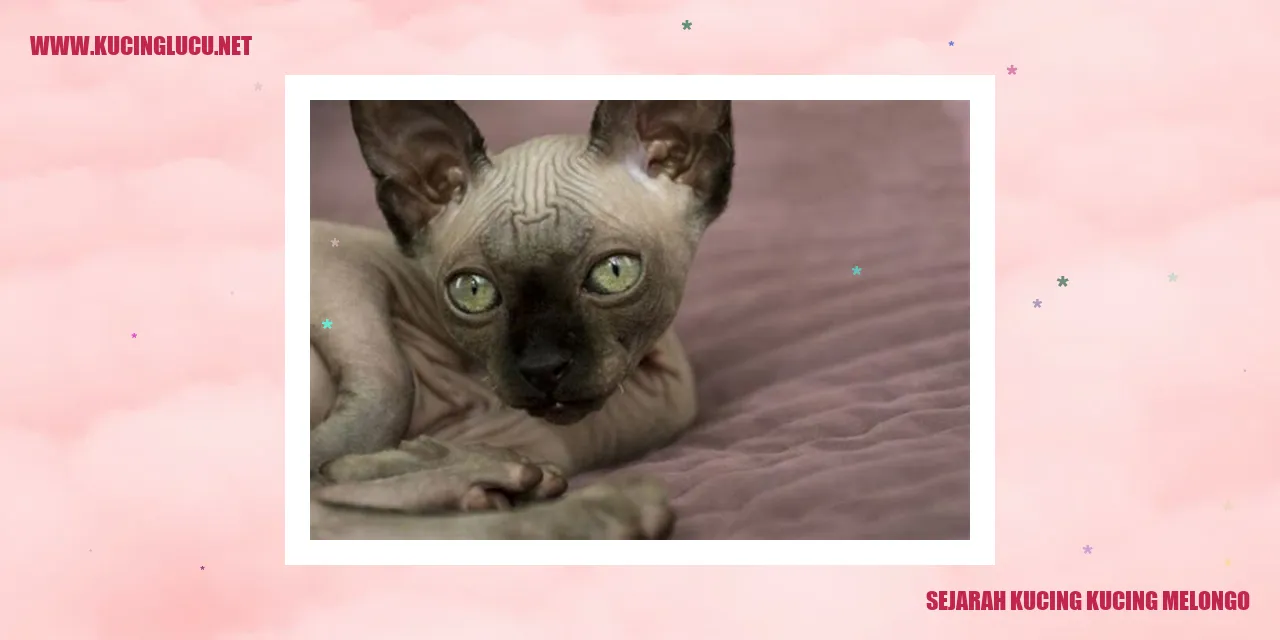 Gambar kucing melongo