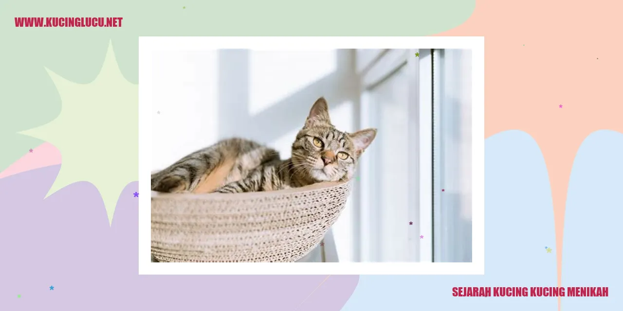 Kucing Menikah