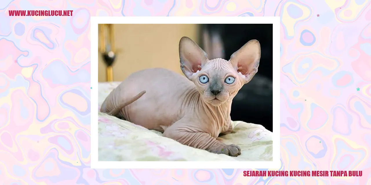Kucing Mesir Tanpa Bulu
