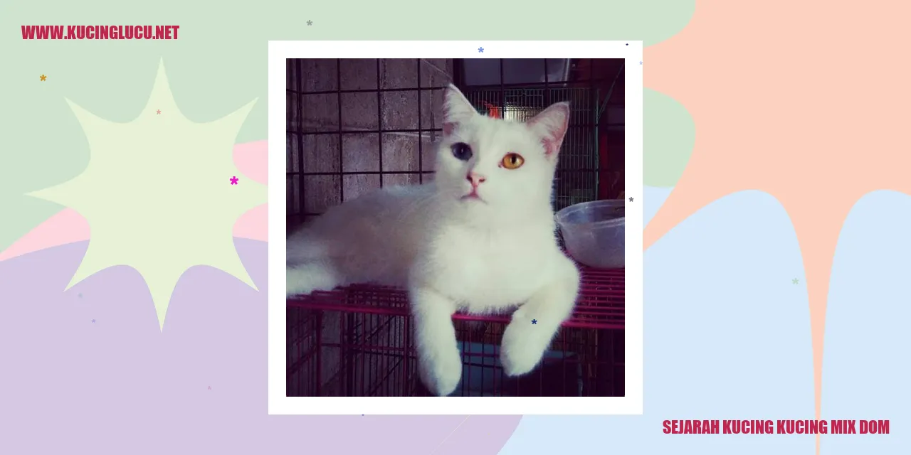 Gambar kucing mix dom
