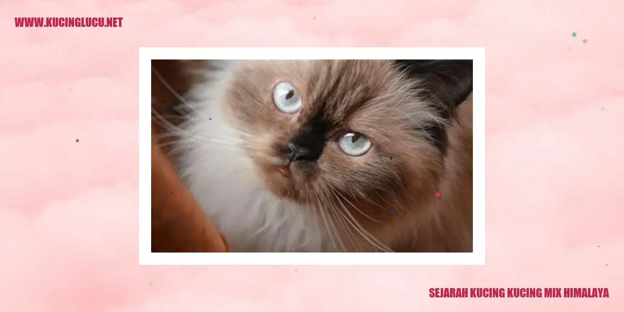 Kucing Mix Himalaya