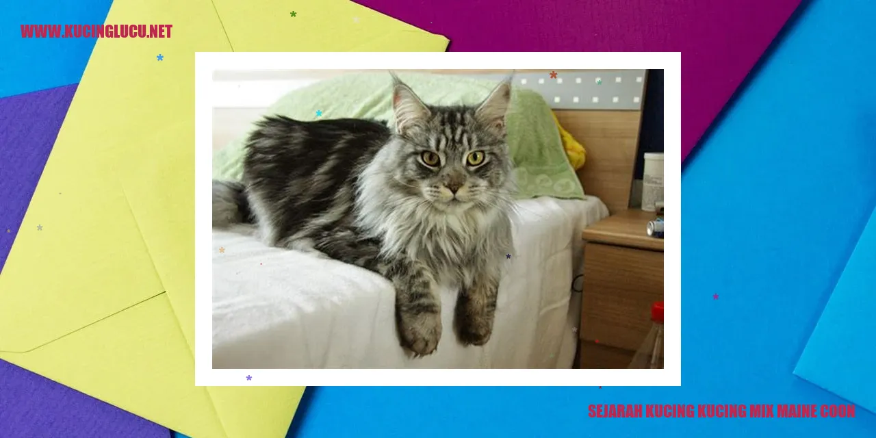 Gambar Kucing Mix Maine Coon