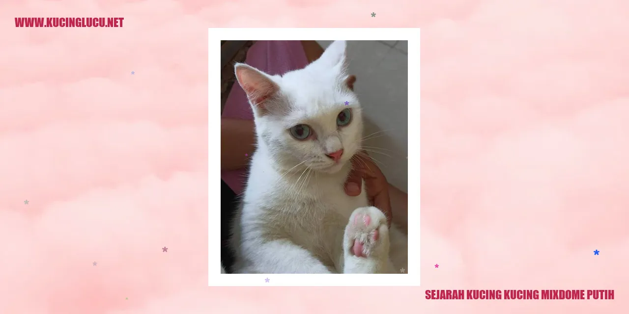 Kucing Mixdome Putih