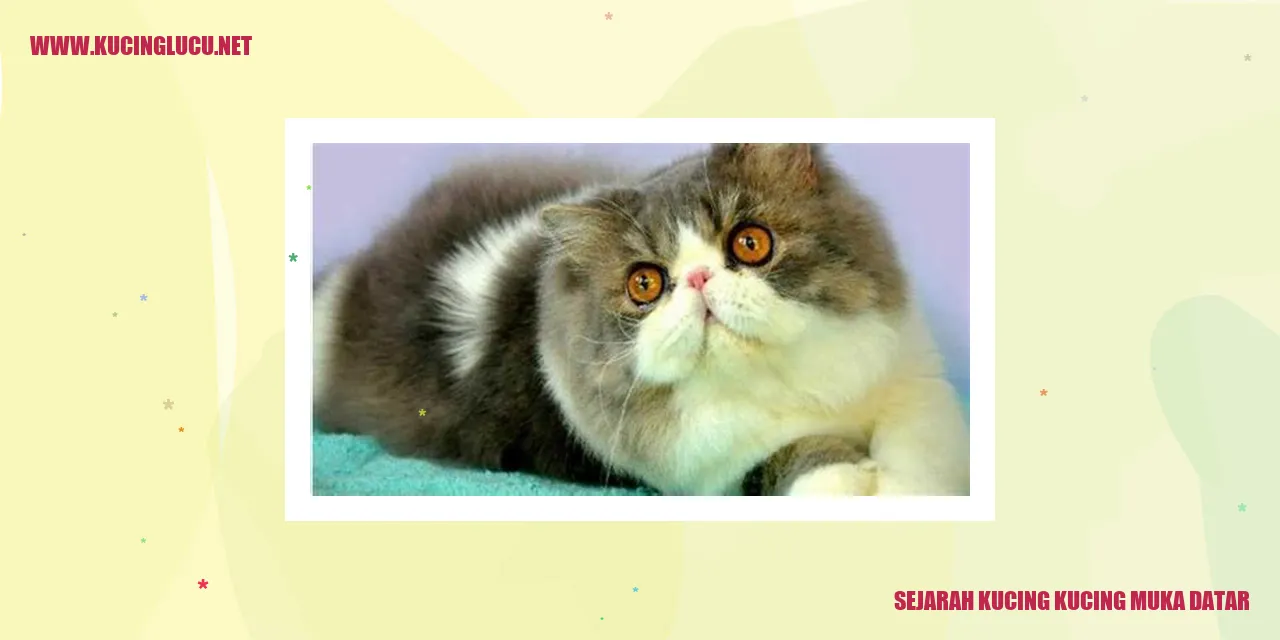 Gambar kucing muka datar