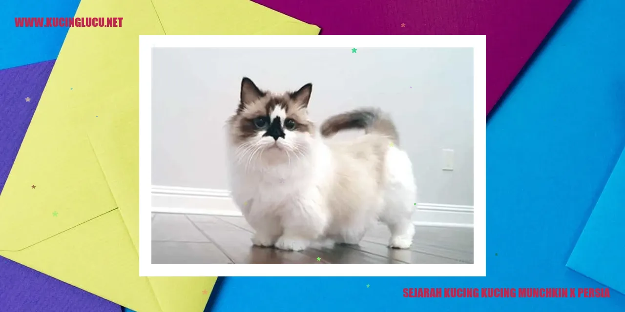 gambar Kucing Munchkin x Persia
