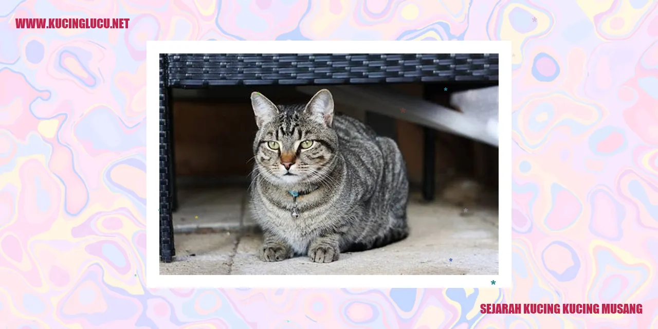 Gambar Kucing Musang
