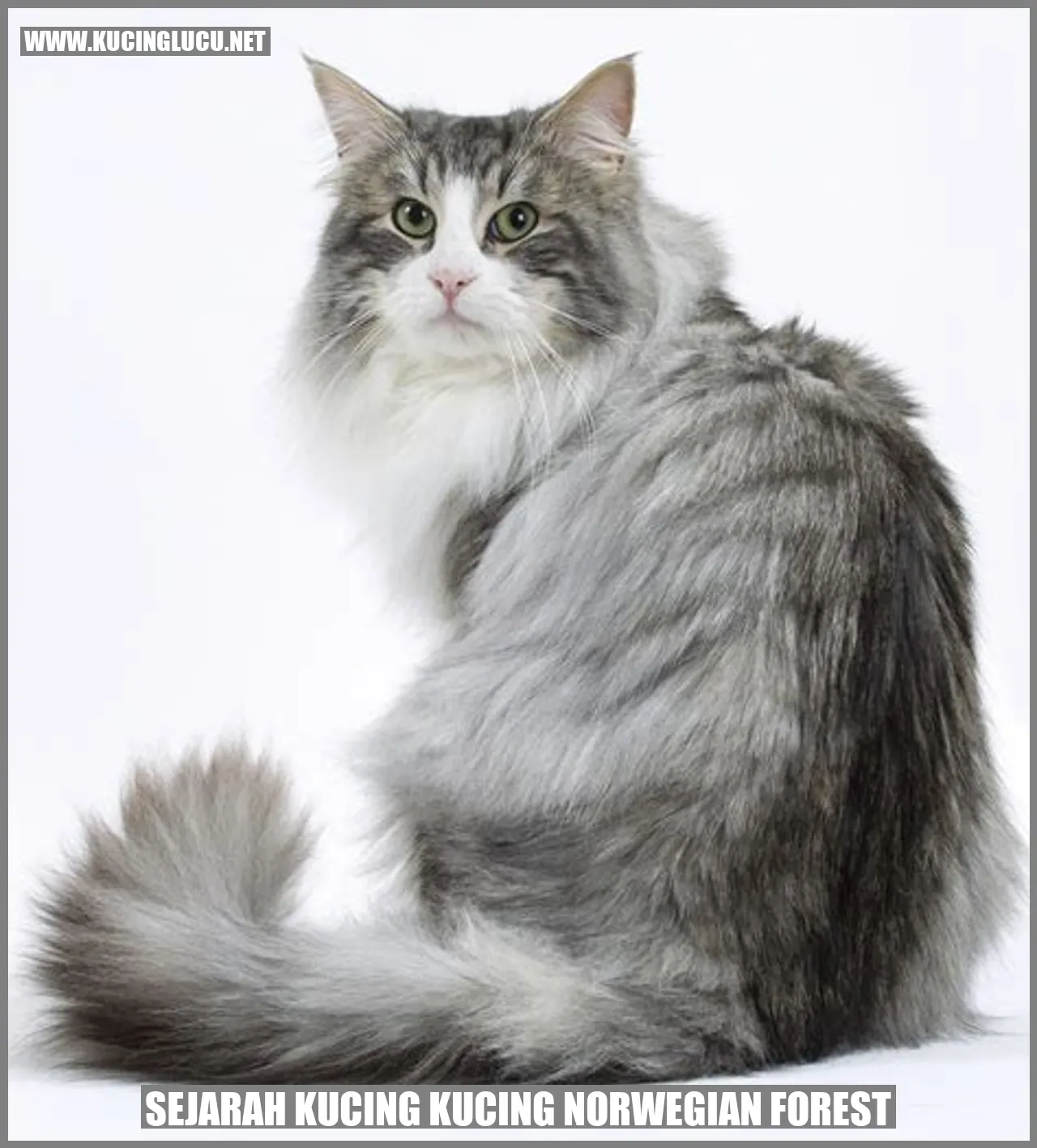 Sejarah Kucing Norwegian Forest