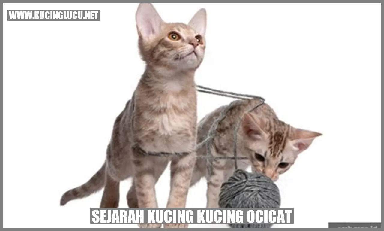 Gambar Kucing Ocicat