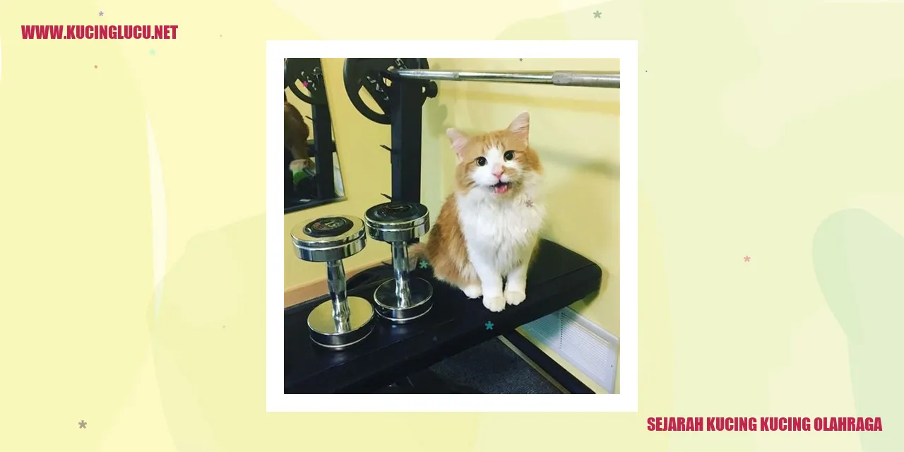 Gambar Kucing Olahraga