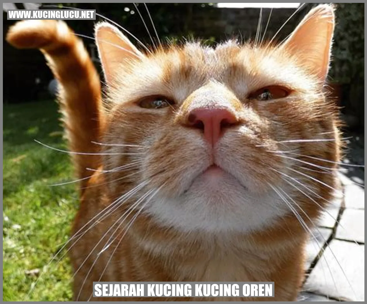 Kucing Oren
