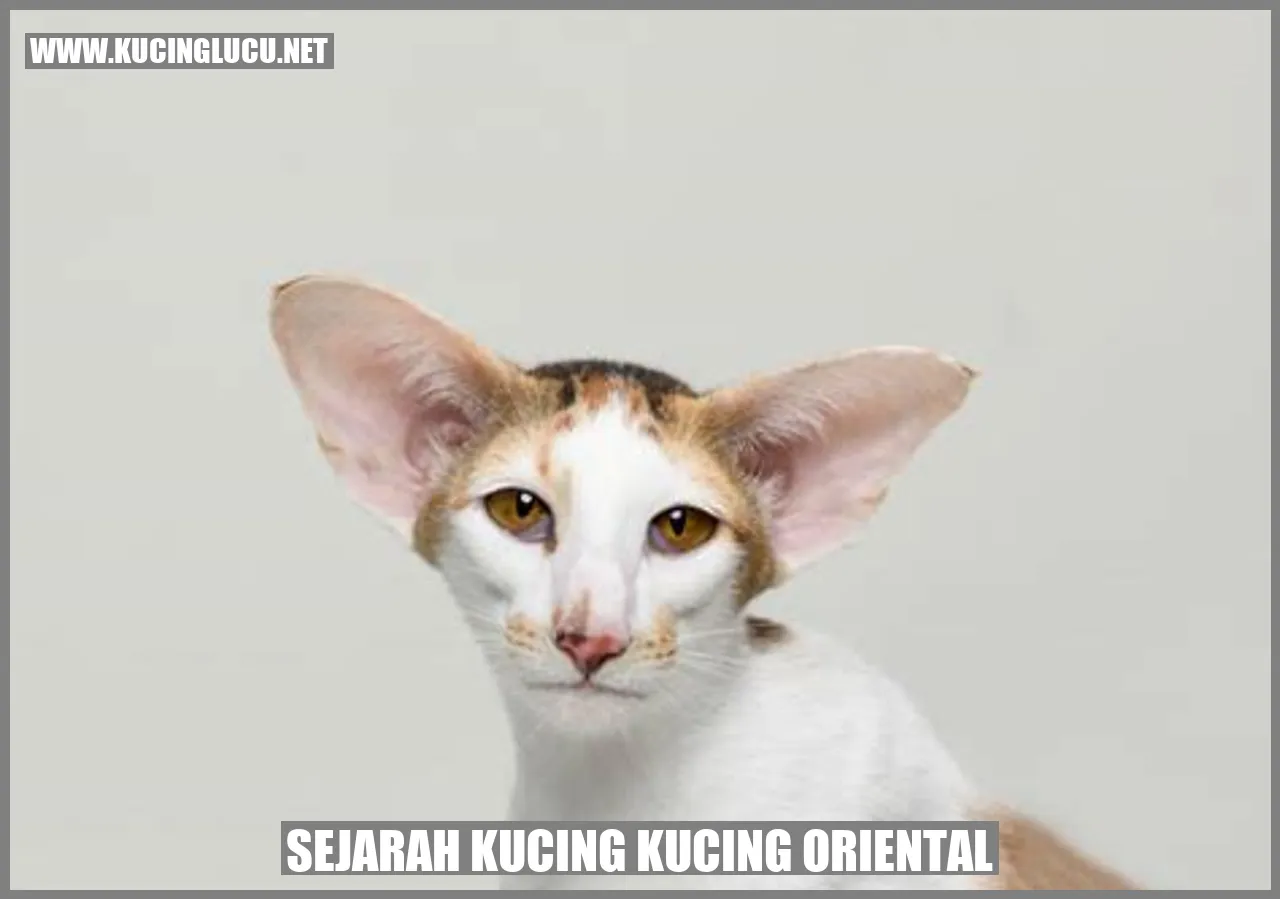 Kucing Oriental