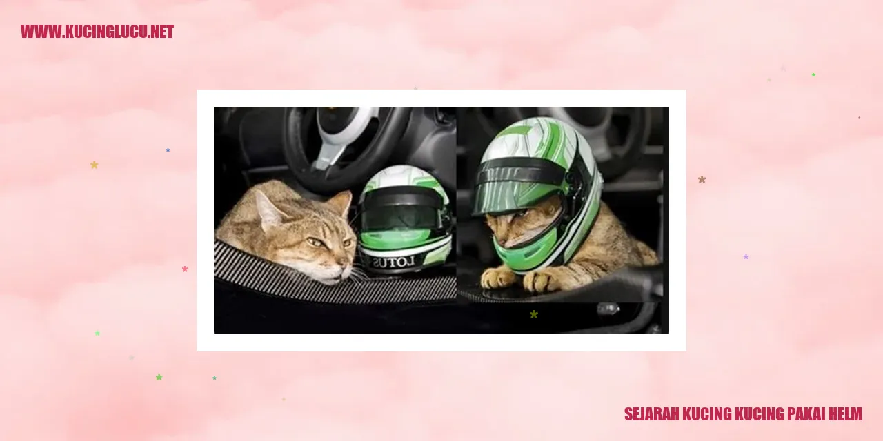 Kucing pakai helm