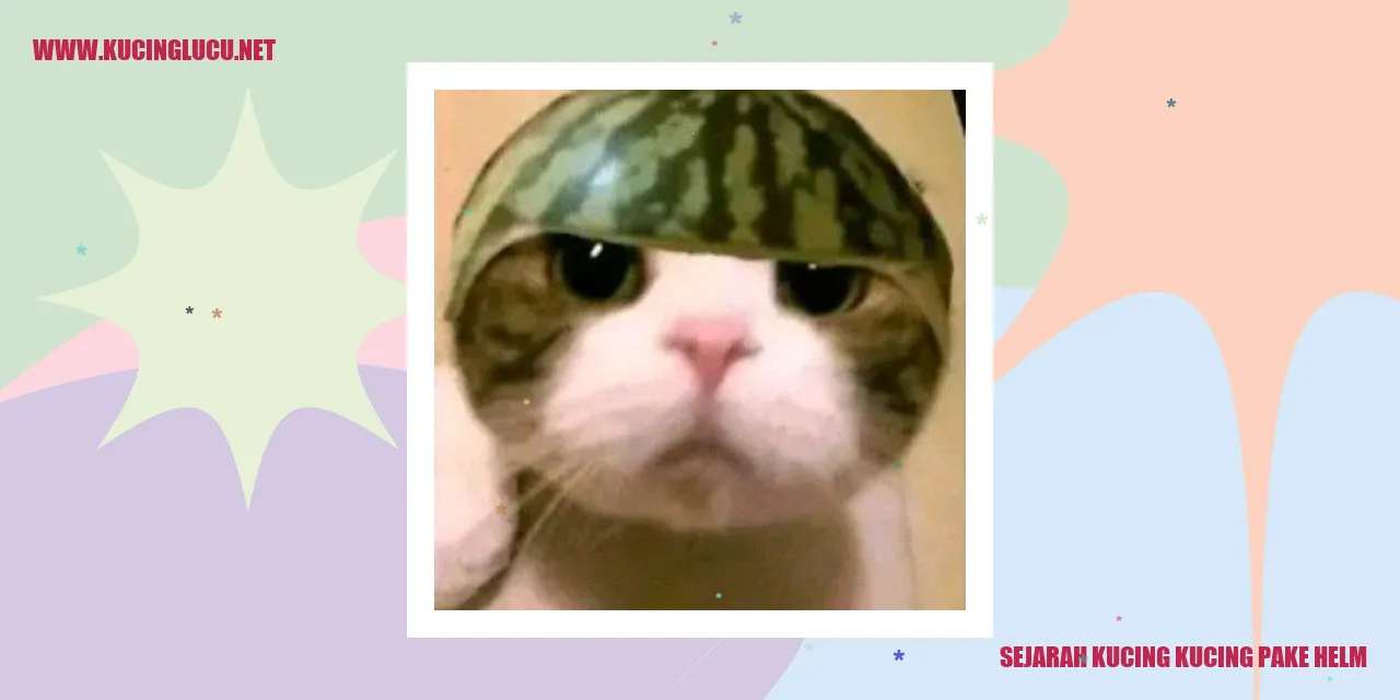 Kucing Pakai Helm