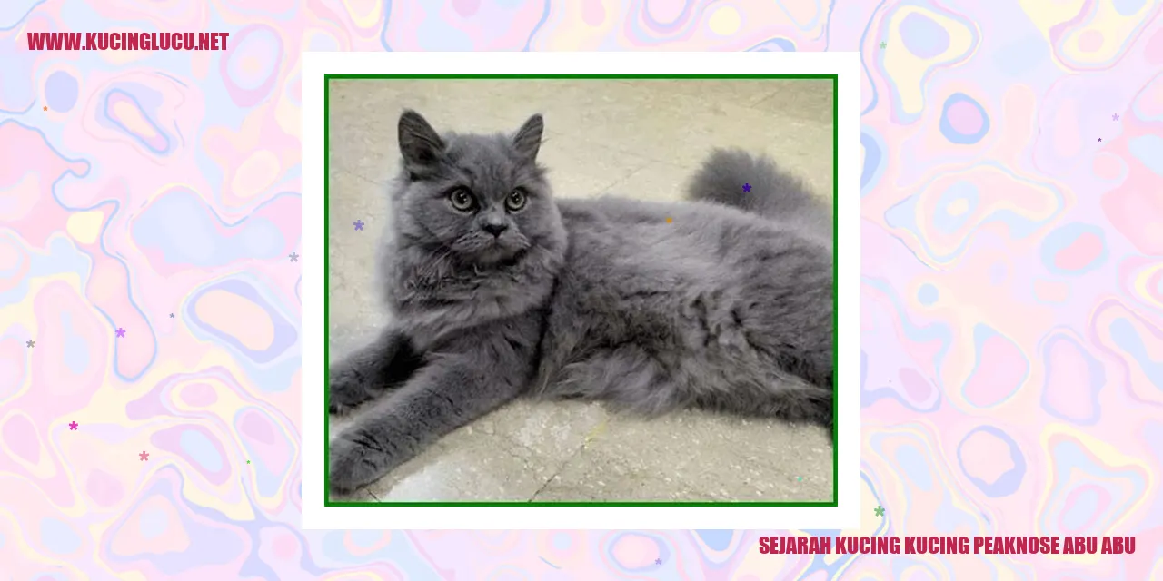 Kucing peaknose abu-abu