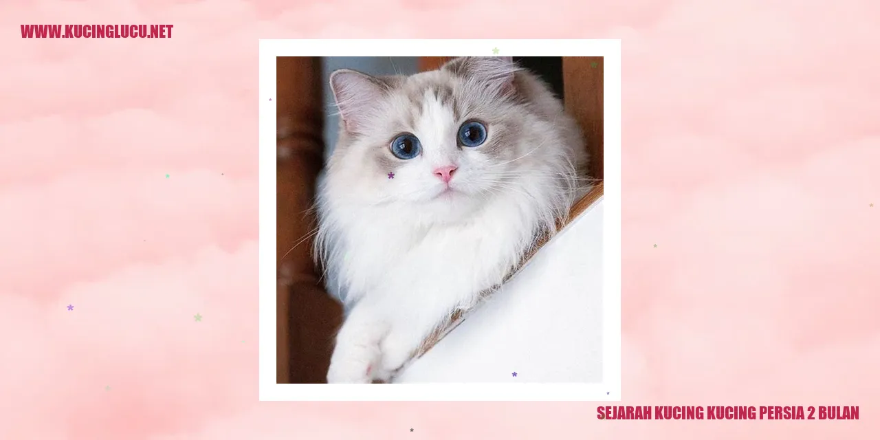Kucing Persia