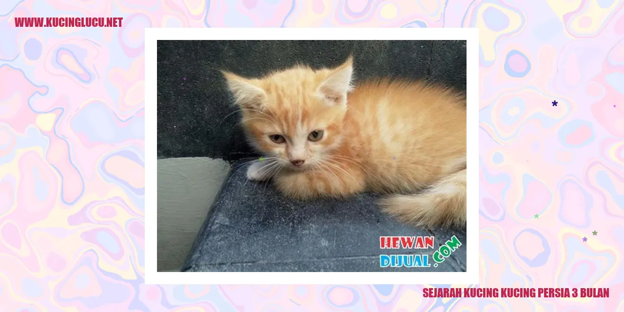 Kucing Persia 3 bulan
