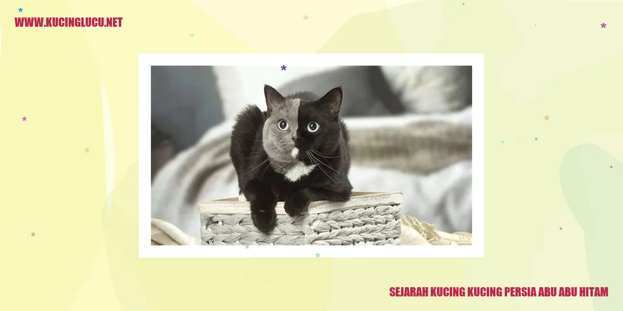 Gambar Kucing Persia Abu Abu Gelap