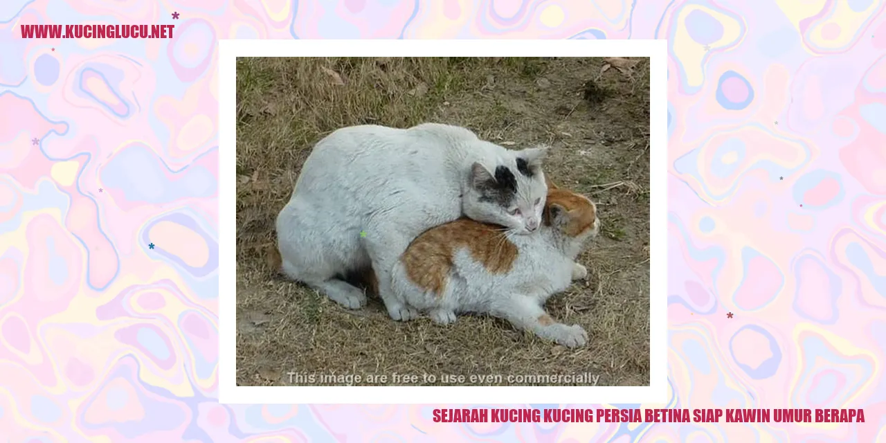 Kucing Persia Betina