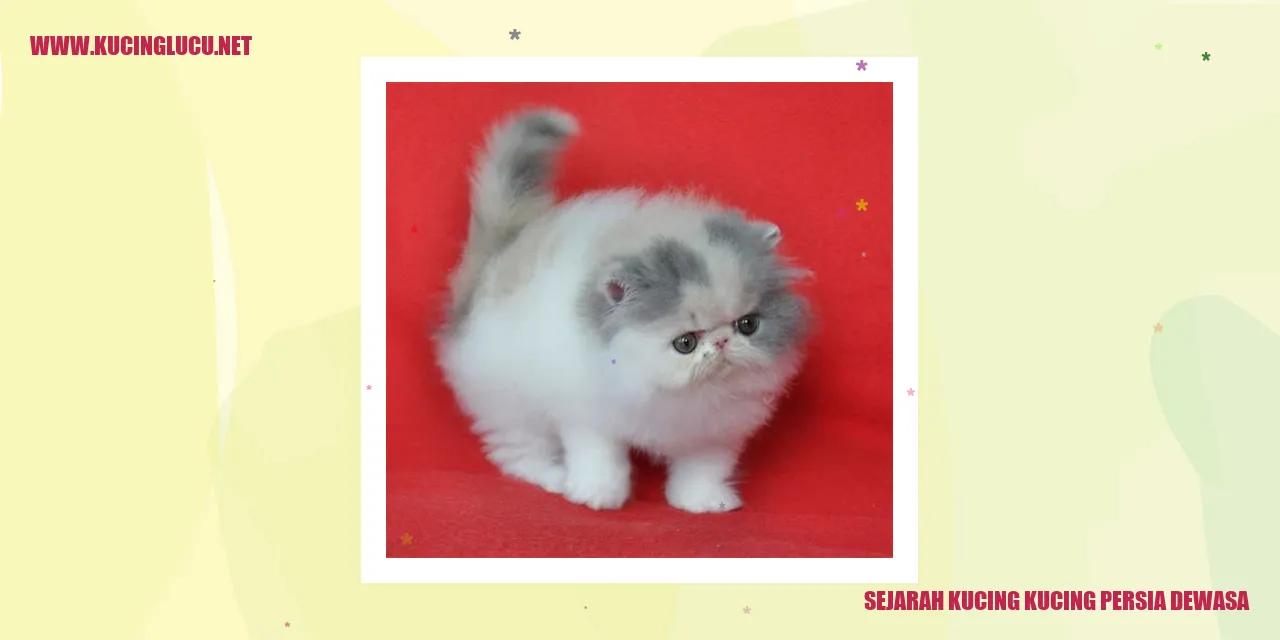 Kucing Persia Dewasa