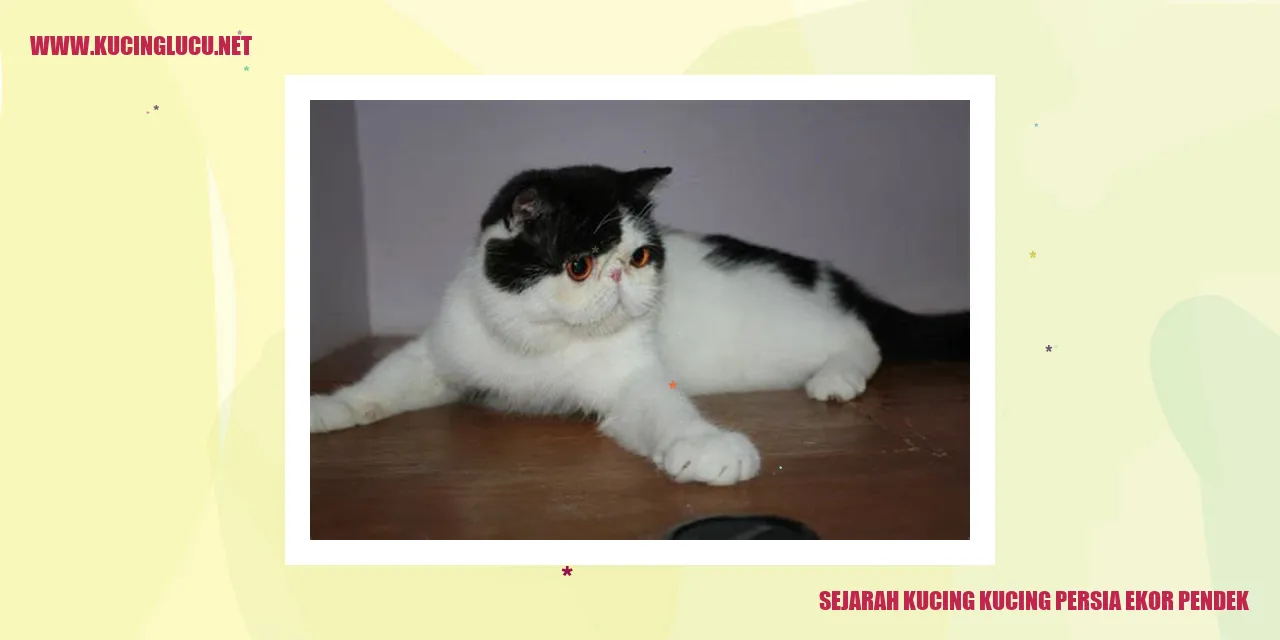 Gambar Kucing Persia Ekor Pendek yang Menarik