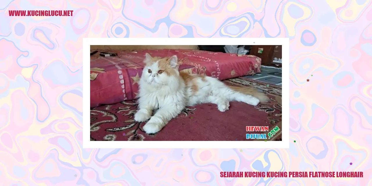 Gambar Kucing Persia Flatnose Longhair