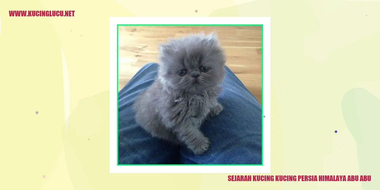 Gambar Kucing Persia Himalaya Abu-abu