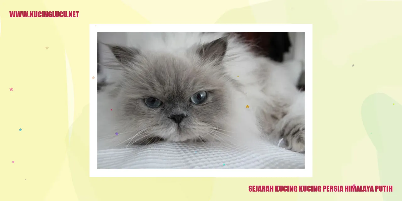 Kucing Persia Himalaya Putih
