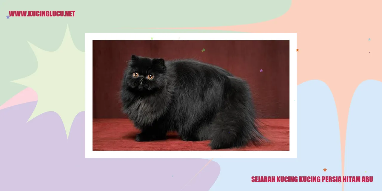 Kucing Persia Hitam Abu