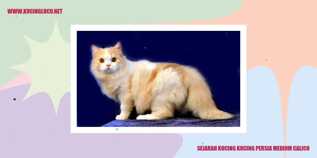 Sejarah Kucing Persia Medium Calico