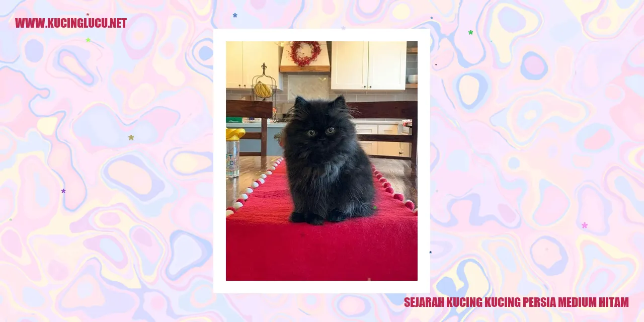 Kucing Persia Medium Hitam