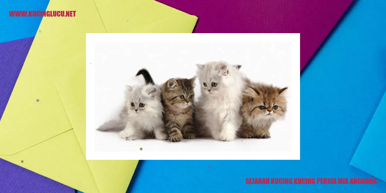 Kucing Persia Mix Anggora