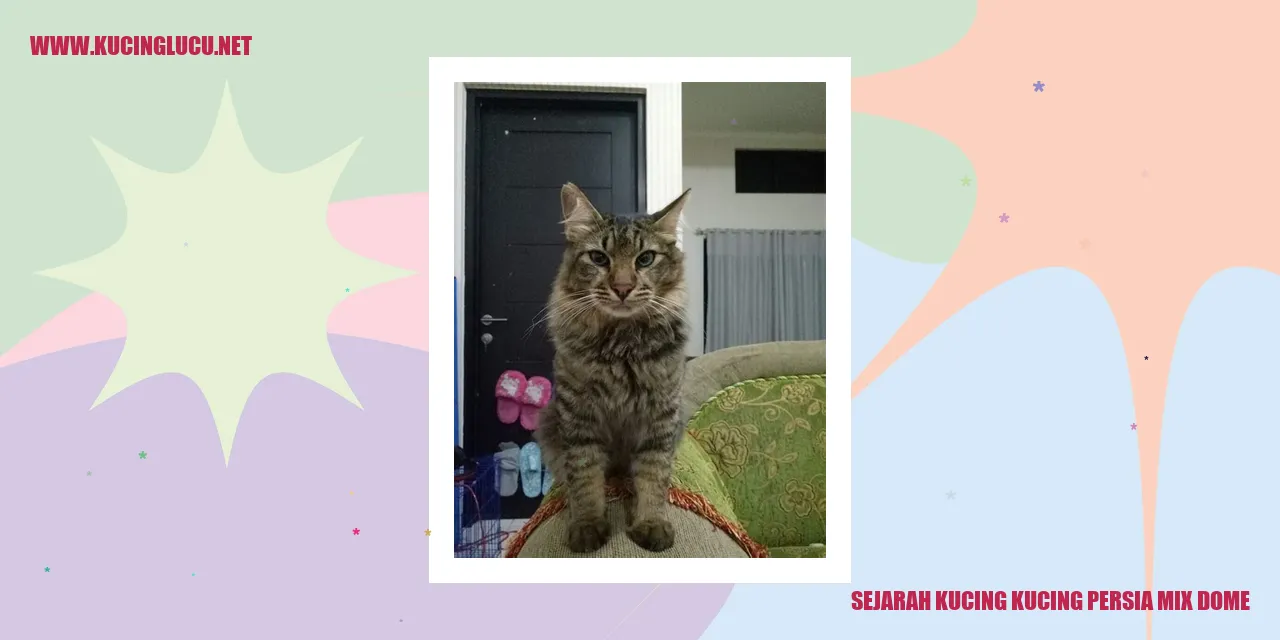 Sejarah Kucing Persia Mix Dome