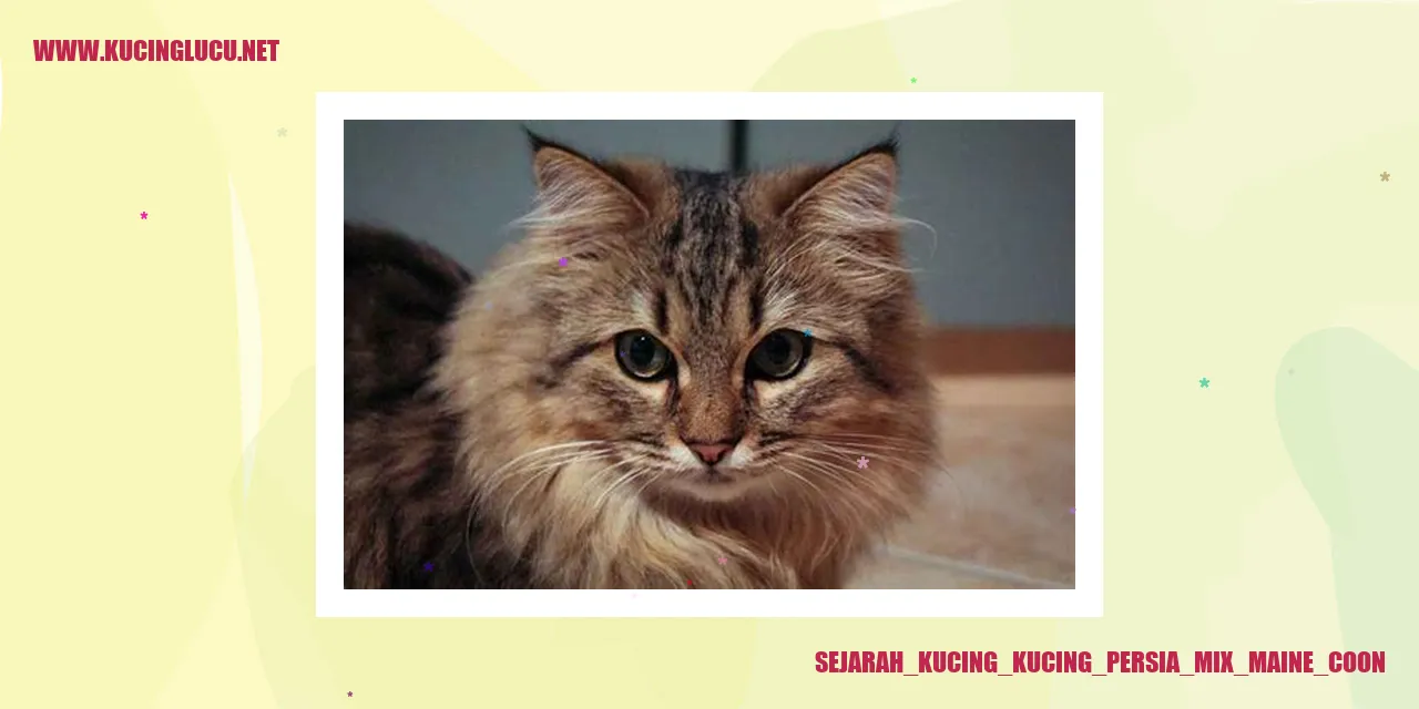 Gambar Kucing Persia Mix Maine Coon