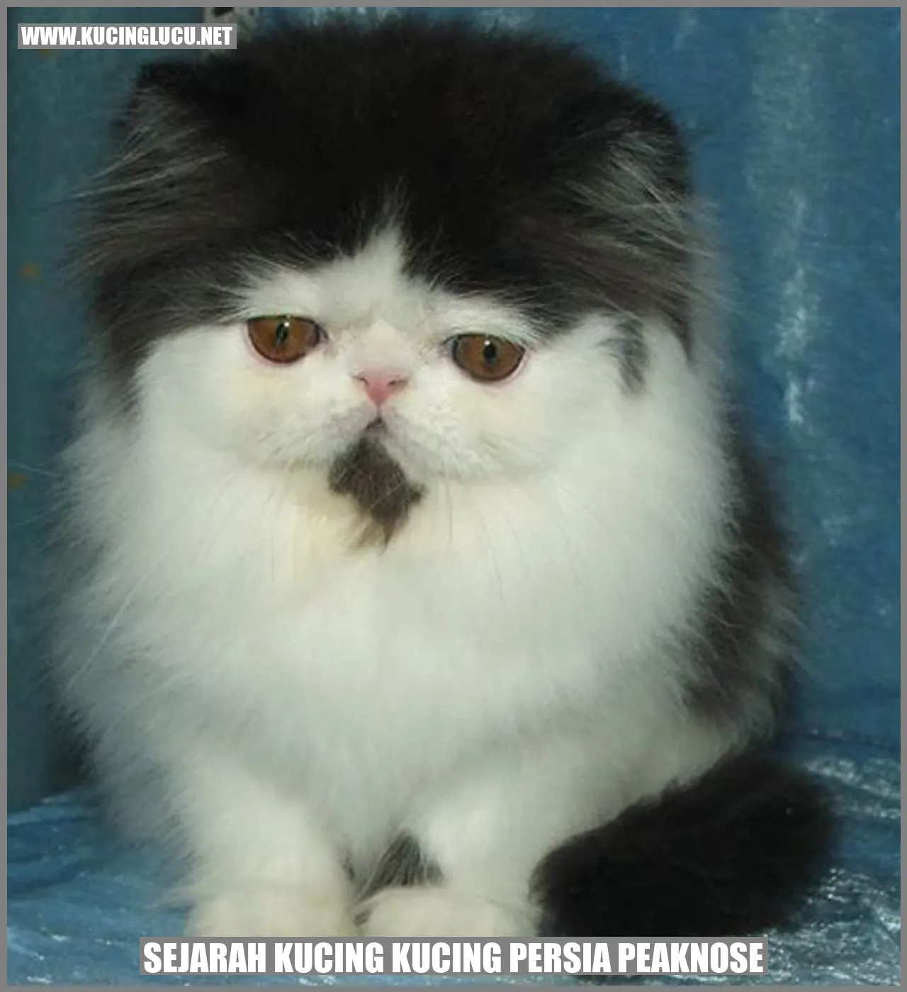 Kucing Persia Peaknose