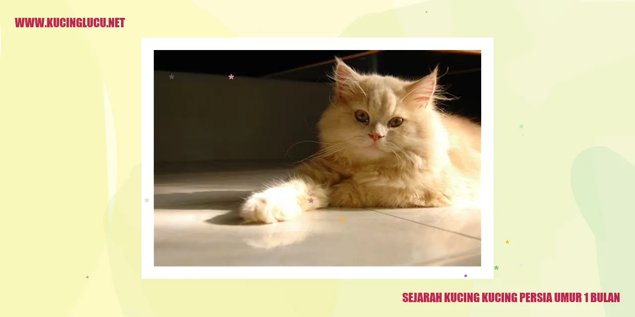 Kucing persia umur 1 bulan