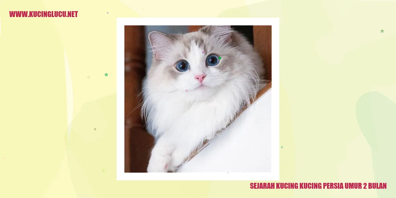 Gambar Kucing Persia