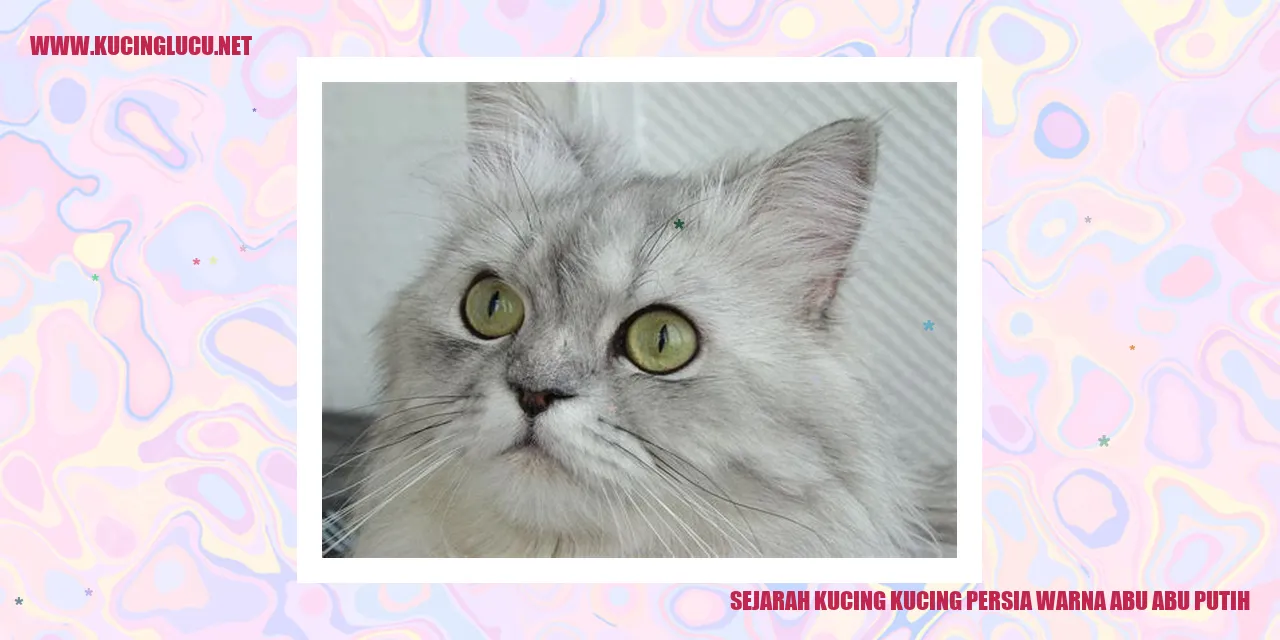 Kucing Persia Warna Abu-Abu Putih