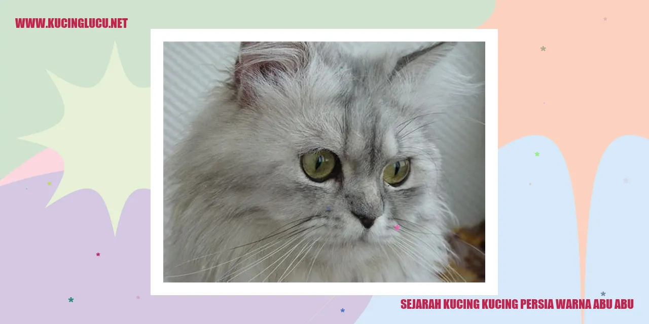 Kucing Persia Warna Abu-abu