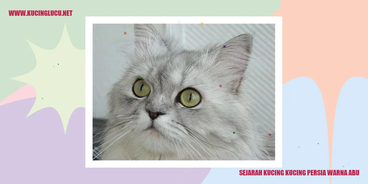 Kucing Persia Warna Abu