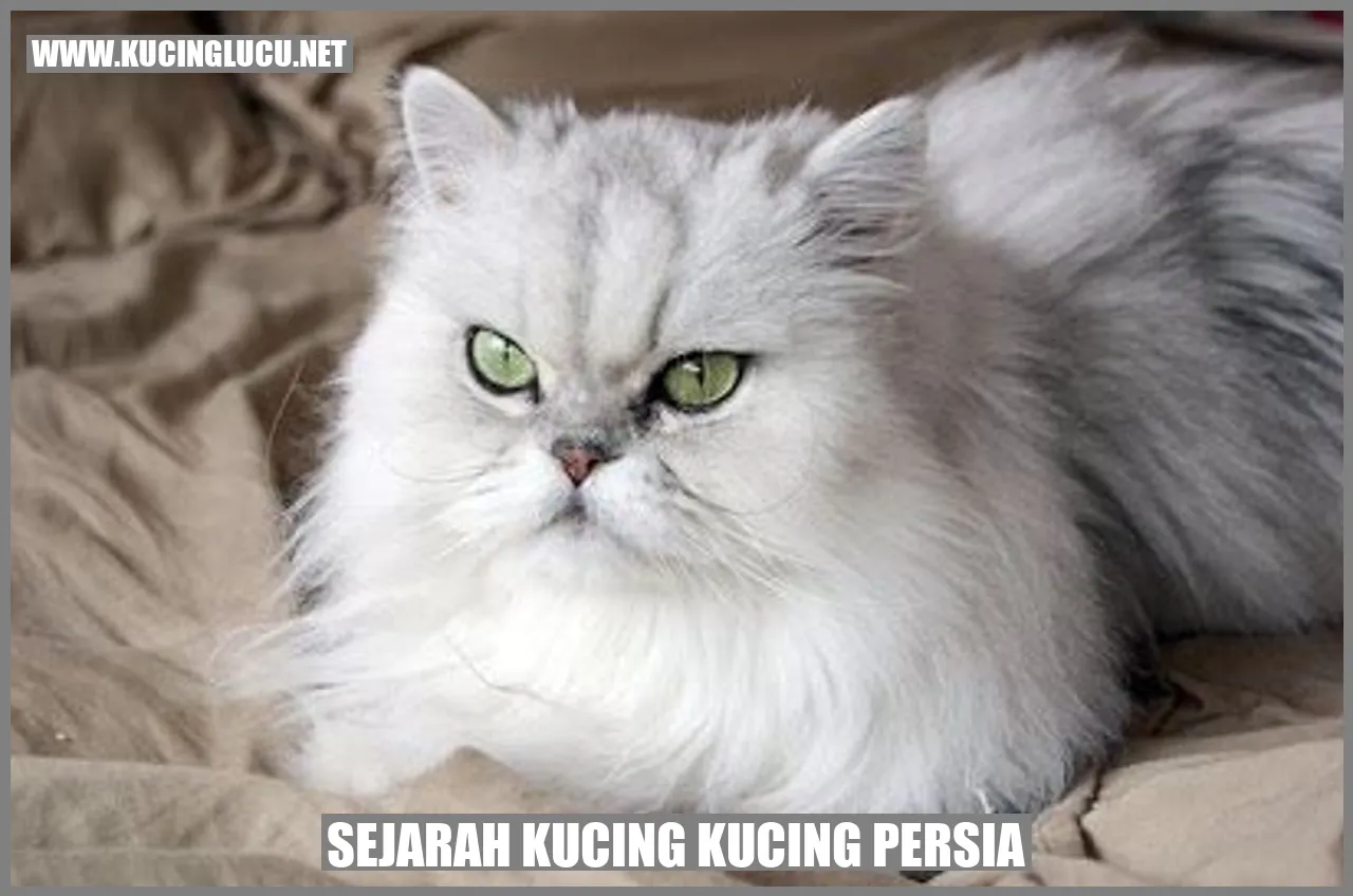 Kucing Persia