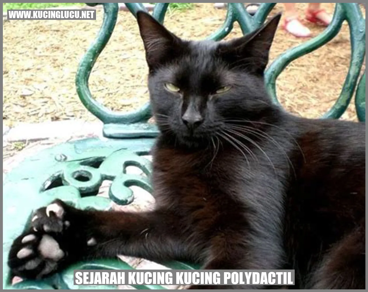 Gambar Kucing Polydactil