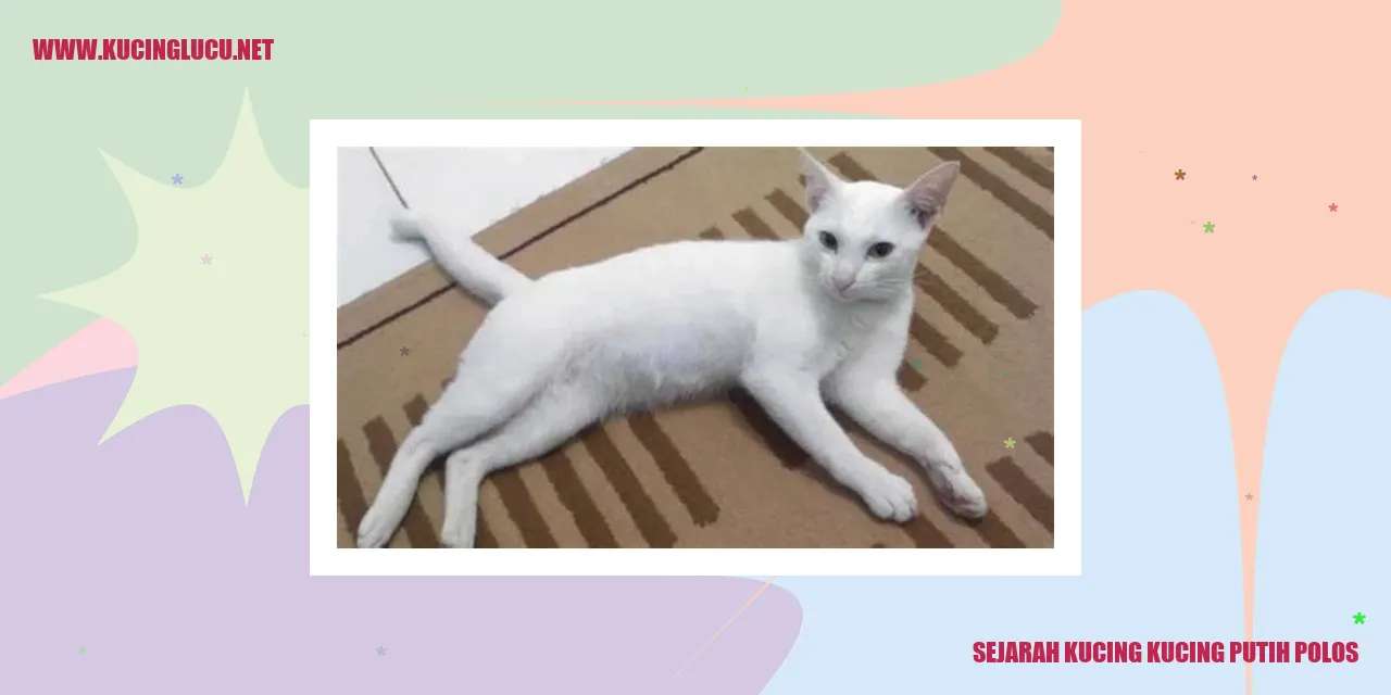 Gambar kucing putih murni