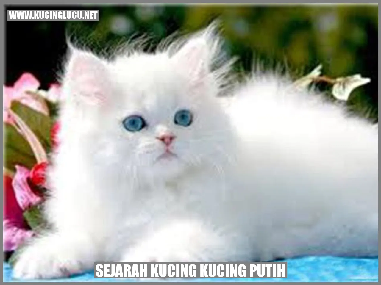 Kucing Putih