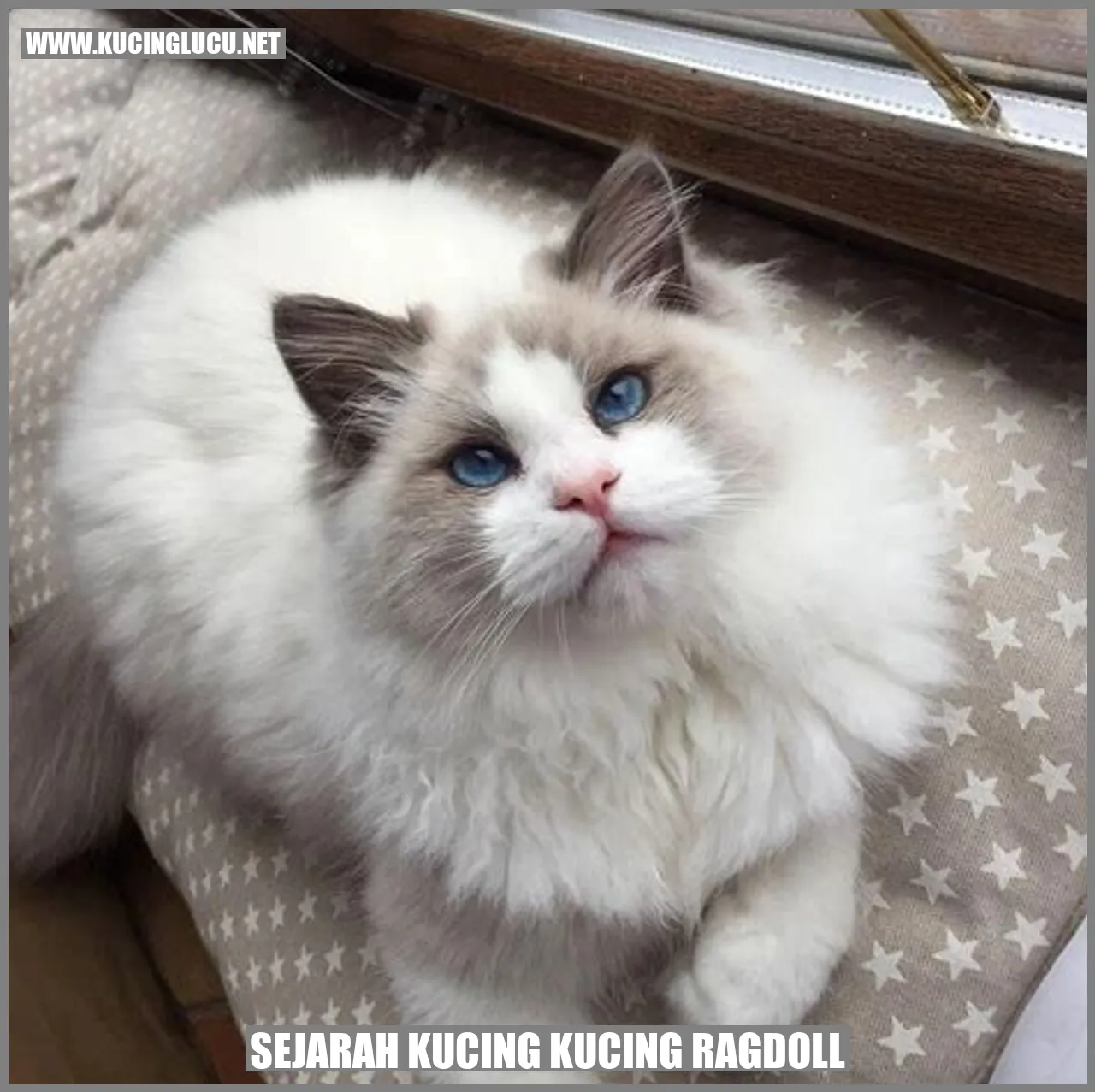 Gambar Kucing Ragdoll