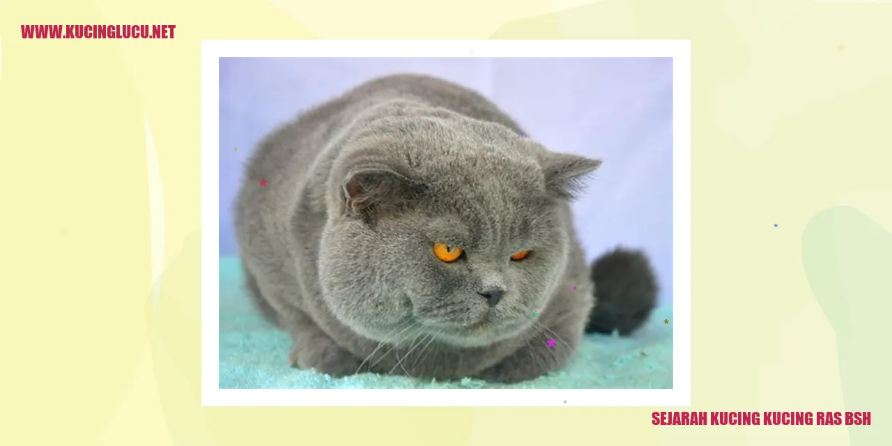 Gambar Kucing Ras BSH