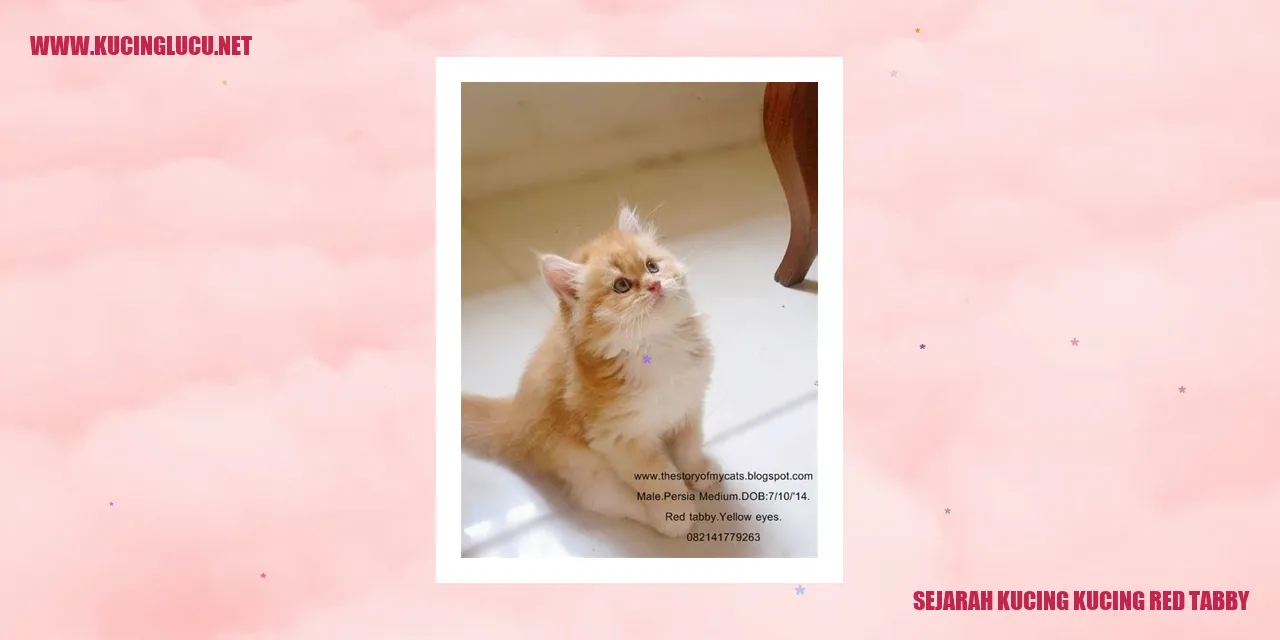 Gambar Kucing Red Tabby