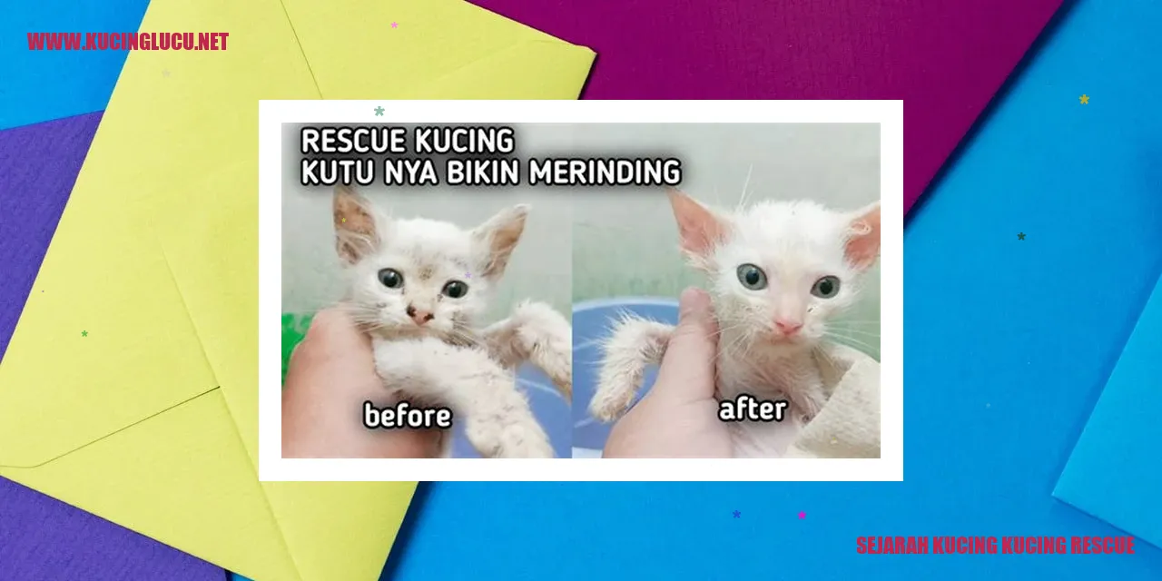 Gambar Kucing Kucing Rescue