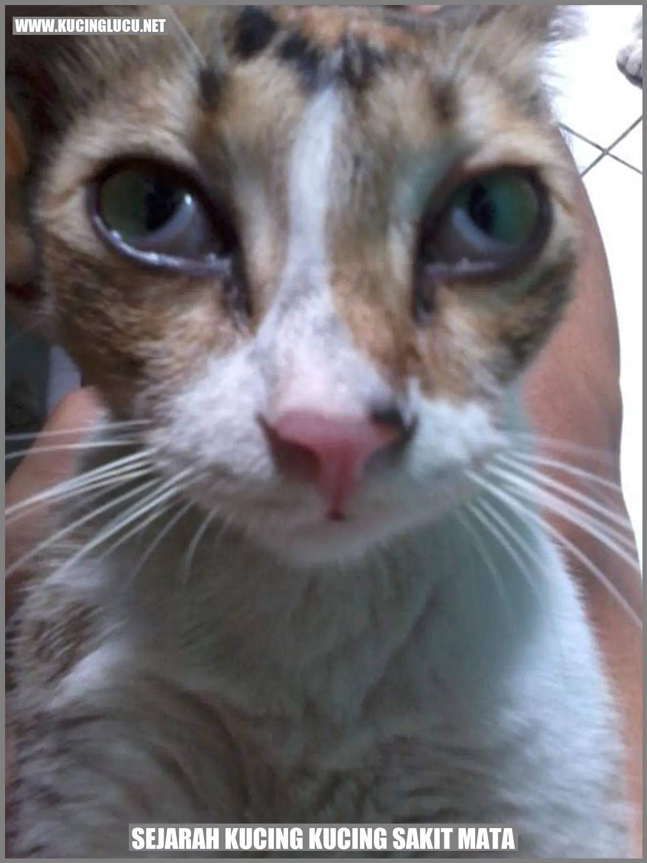 Sejarah Kucing Kucing Sakit Mata