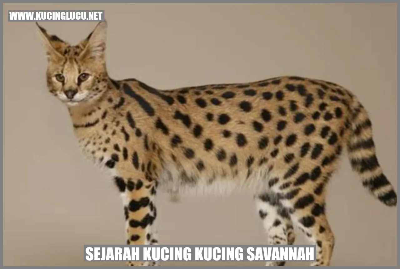 Gambar Kucing Savannah