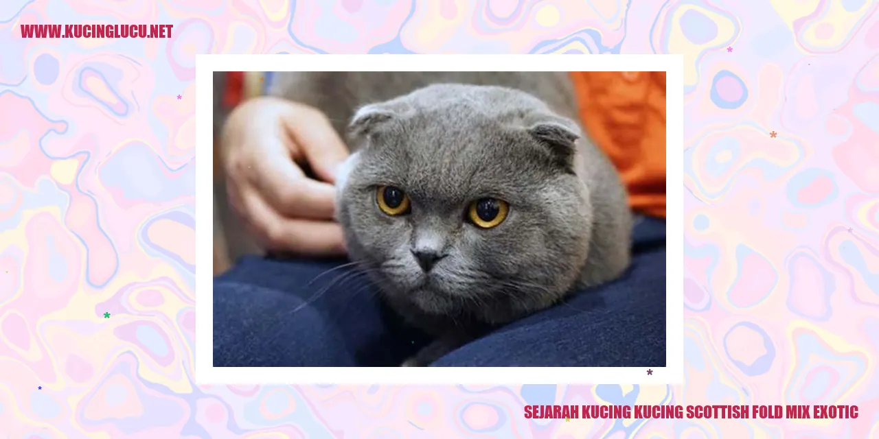 Kucing Scottish Fold Mix Exotic